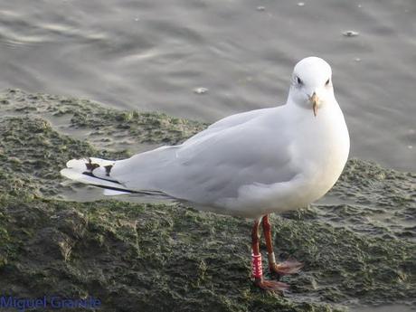 HONDARRIBIA Y LA DELAWARE