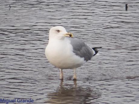 HONDARRIBIA Y LA DELAWARE