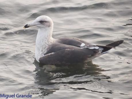 HONDARRIBIA Y LA DELAWARE