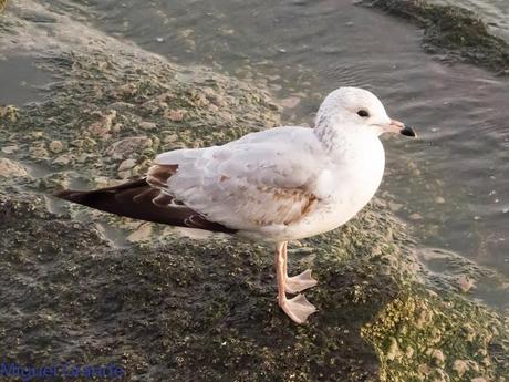 HONDARRIBIA Y LA DELAWARE