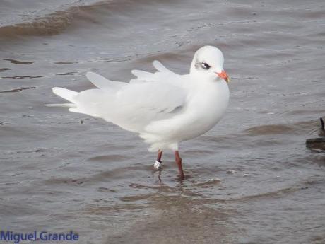 HONDARRIBIA Y LA DELAWARE
