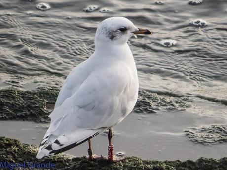HONDARRIBIA Y LA DELAWARE
