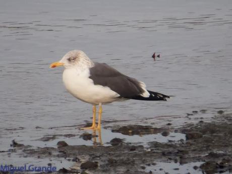 HONDARRIBIA Y LA DELAWARE