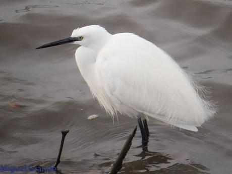 HONDARRIBIA Y LA DELAWARE