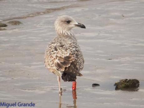 HONDARRIBIA Y LA DELAWARE