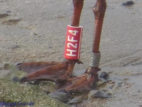 HONDARRIBIA Y LA DELAWARE