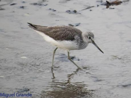 HONDARRIBIA Y LA DELAWARE