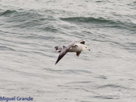 HONDARRIBIA Y LA DELAWARE