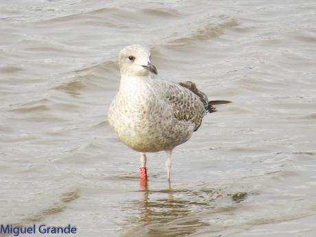 HONDARRIBIA Y LA DELAWARE