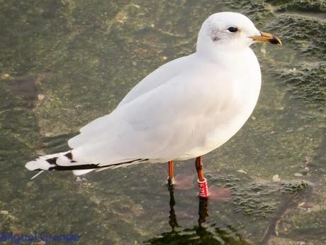 HONDARRIBIA Y LA DELAWARE