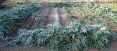 EL INVIERNO, QUE SE DEJA SENTIR,Y EL 2014 QUE SE ACERCAMa...