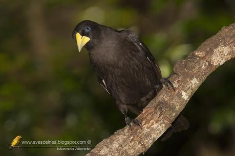 Boyero cacique (Red-rumped Cacique) Cacicus haemorrhous