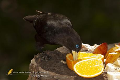 Boyero cacique (Red-rumped Cacique) Cacicus haemorrhous