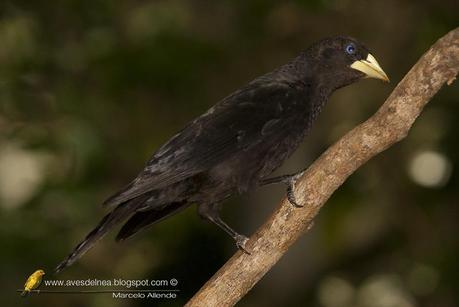 Boyero cacique (Red-rumped Cacique) Cacicus haemorrhous