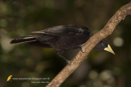 Boyero cacique (Red-rumped Cacique) Cacicus haemorrhous