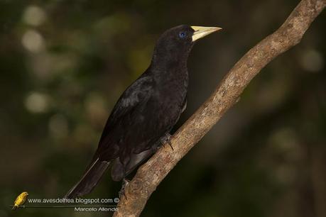 Boyero cacique (Red-rumped Cacique) Cacicus haemorrhous