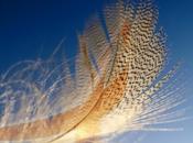 cáncer despertar. LIGERA