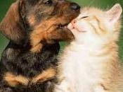 Regala comprar: adopta gato perro