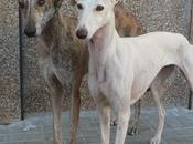 Desechadas galguero. (Sevilla)