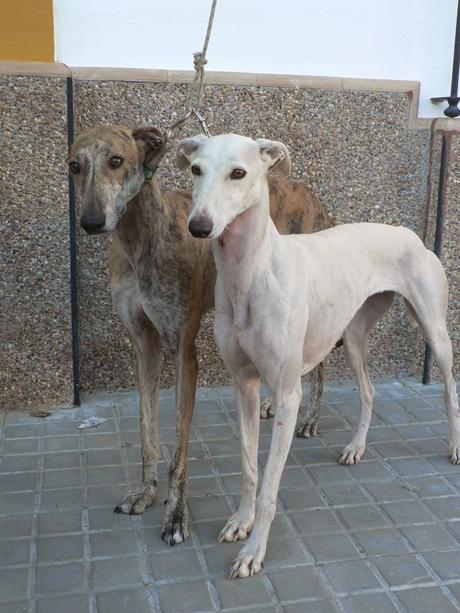 Desechadas por el galguero. (Sevilla)