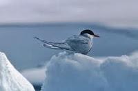 El incansable buscador del sol eterno