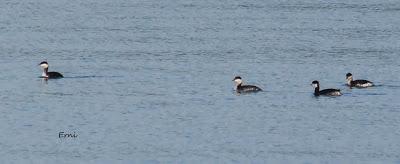 SOMORMUJO CUELLIRROJO (Podiceps grisegena)