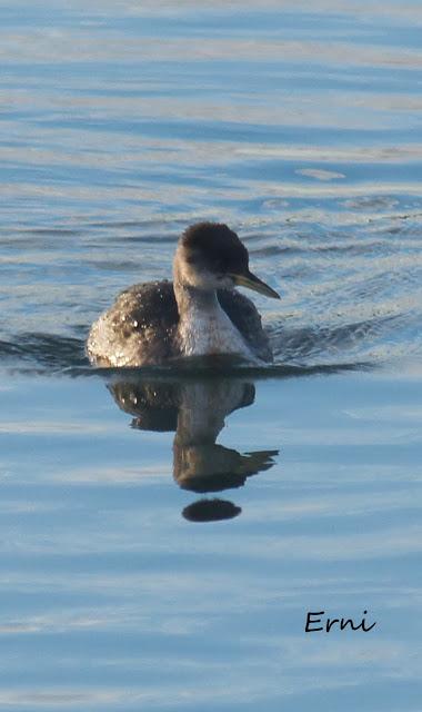 SOMORMUJO CUELLIRROJO (Podiceps grisegena)