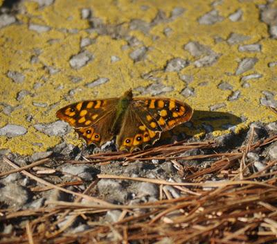 Mariposas en invierno