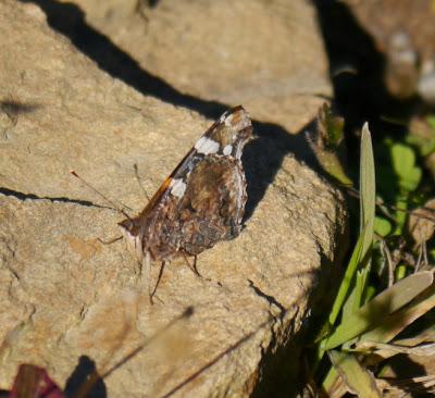 Mariposas en invierno