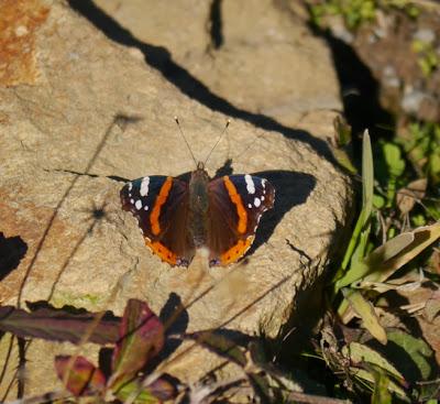 Mariposas en invierno