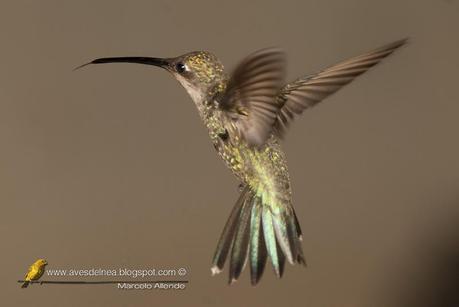 Picaflor de barbijo (Blue-tufted Starthroat) Heliomaster furcifer