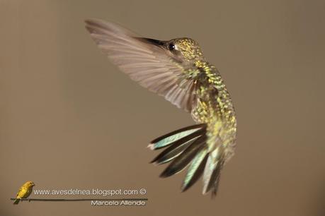 Picaflor de barbijo (Blue-tufted Starthroat) Heliomaster furcifer