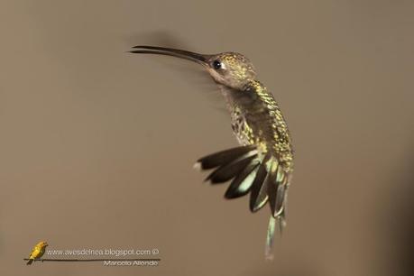 Picaflor de barbijo (Blue-tufted Starthroat) Heliomaster furcifer