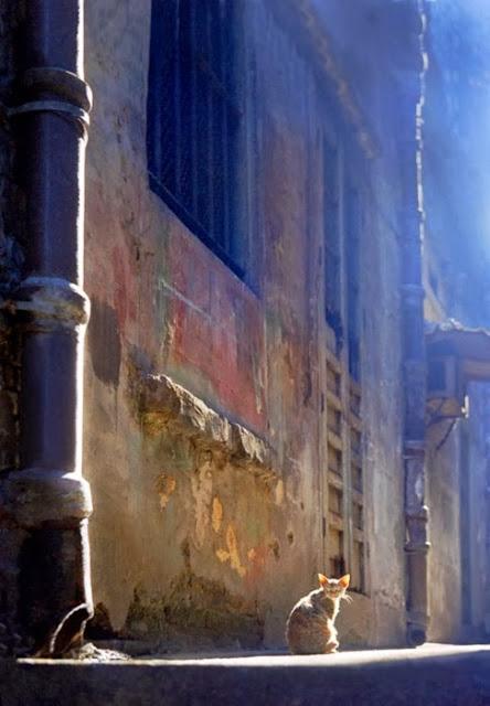 Ho Fan: Fotógrafo, actor y director retirado