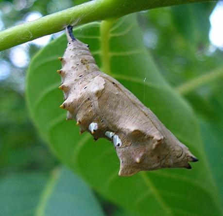 Janucá (10 entrega)