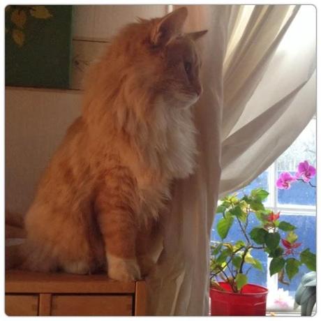 Blanca Navidad Sueca