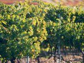 Marqués Gelida; cava biodinámico