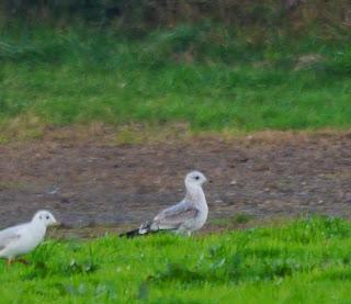 Una Delaware y varias canas.