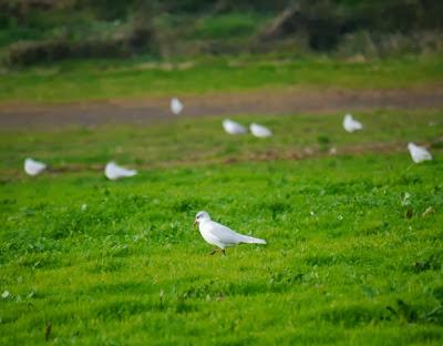 Una Delaware y varias canas.