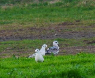 Una Delaware y varias canas.