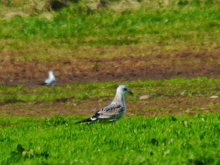 Una Delaware y varias canas.