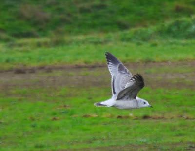 Una Delaware y varias canas.