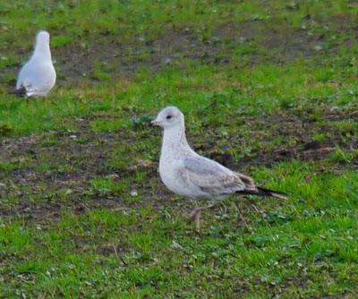 Una Delaware y varias canas.