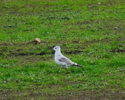 Una Delaware y varias canas.