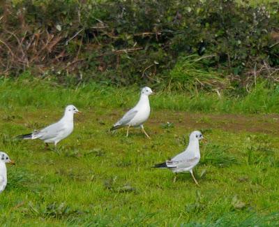 Una Delaware y varias canas.