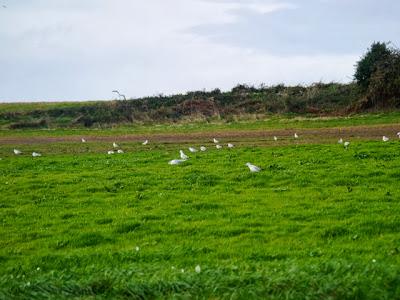Una Delaware y varias canas.