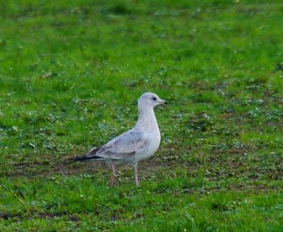 Una Delaware y varias canas.
