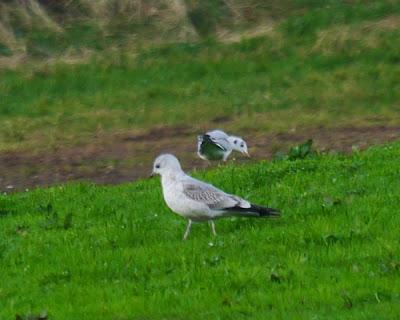 Una Delaware y varias canas.