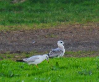 Una Delaware y varias canas.