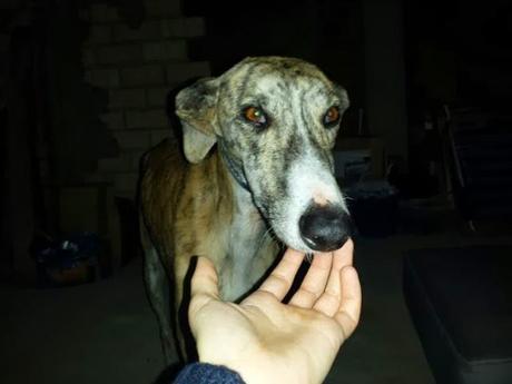 GALGO EXTREMADAMENTE DECAÍDO Y BUSCANDO COBIJO.